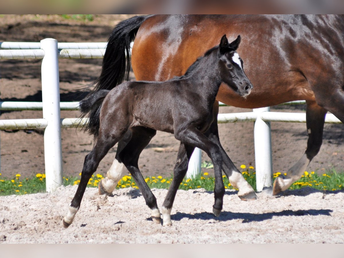 Hanoverian Stallion  Gray in Pilchowo