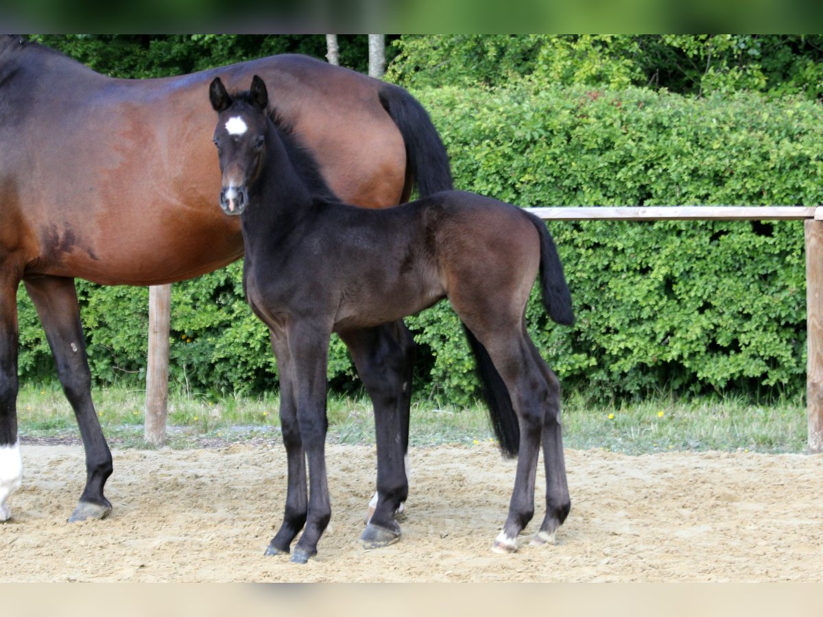 Hanoverian Stallion Foal (04/2025) Gray in Wingst