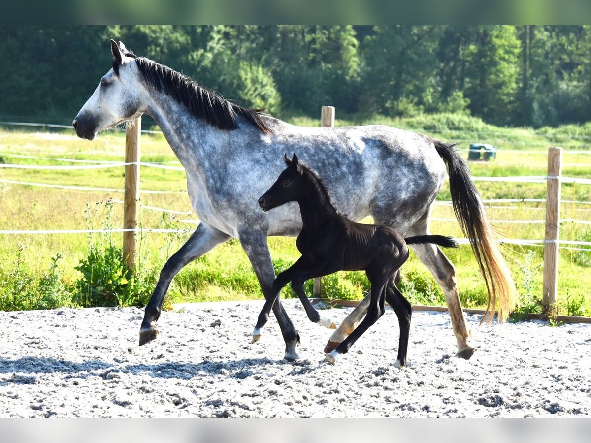 Hanoverian Stallion Foal (05/2025) Grey in Chateau Larcher