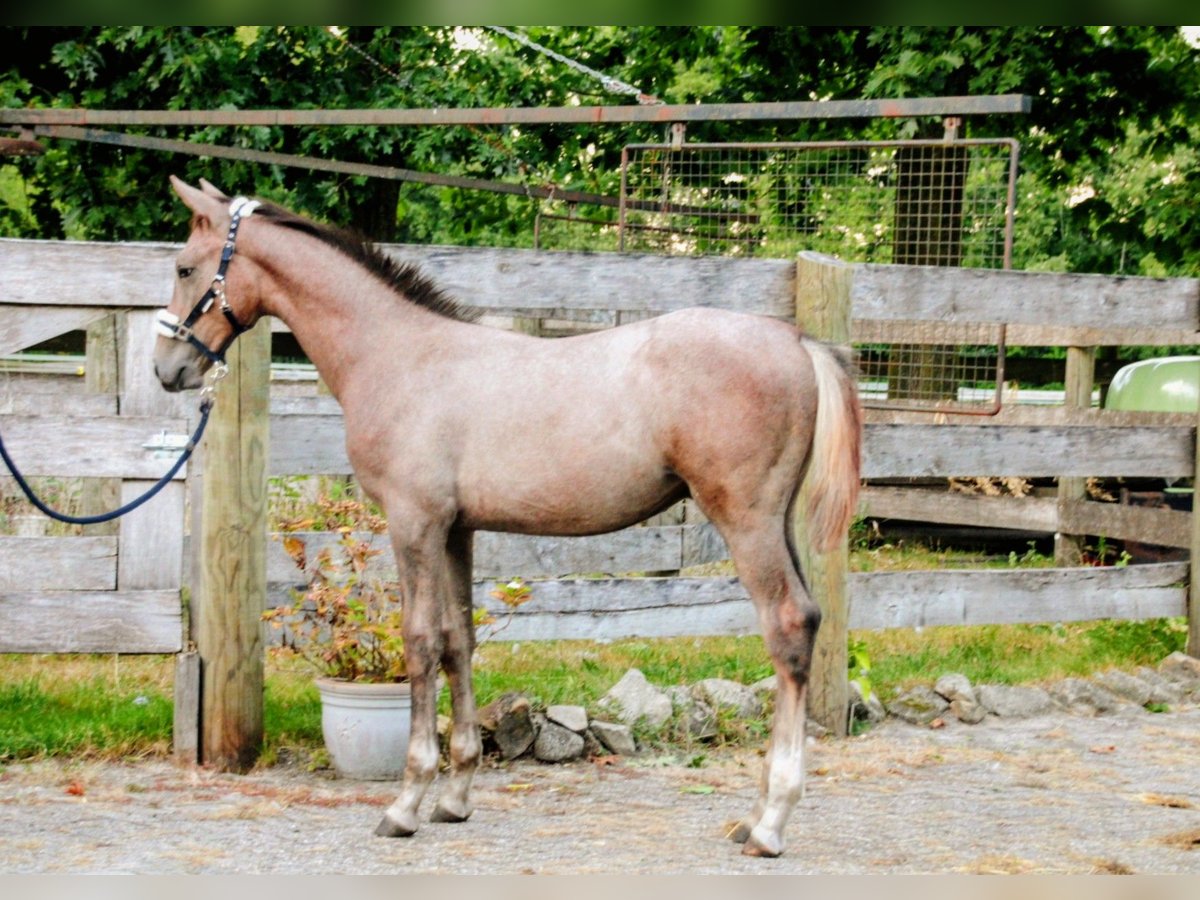 Hanoverian Stallion Foal (04/2025) Grey-Red-Tan in Osterwald