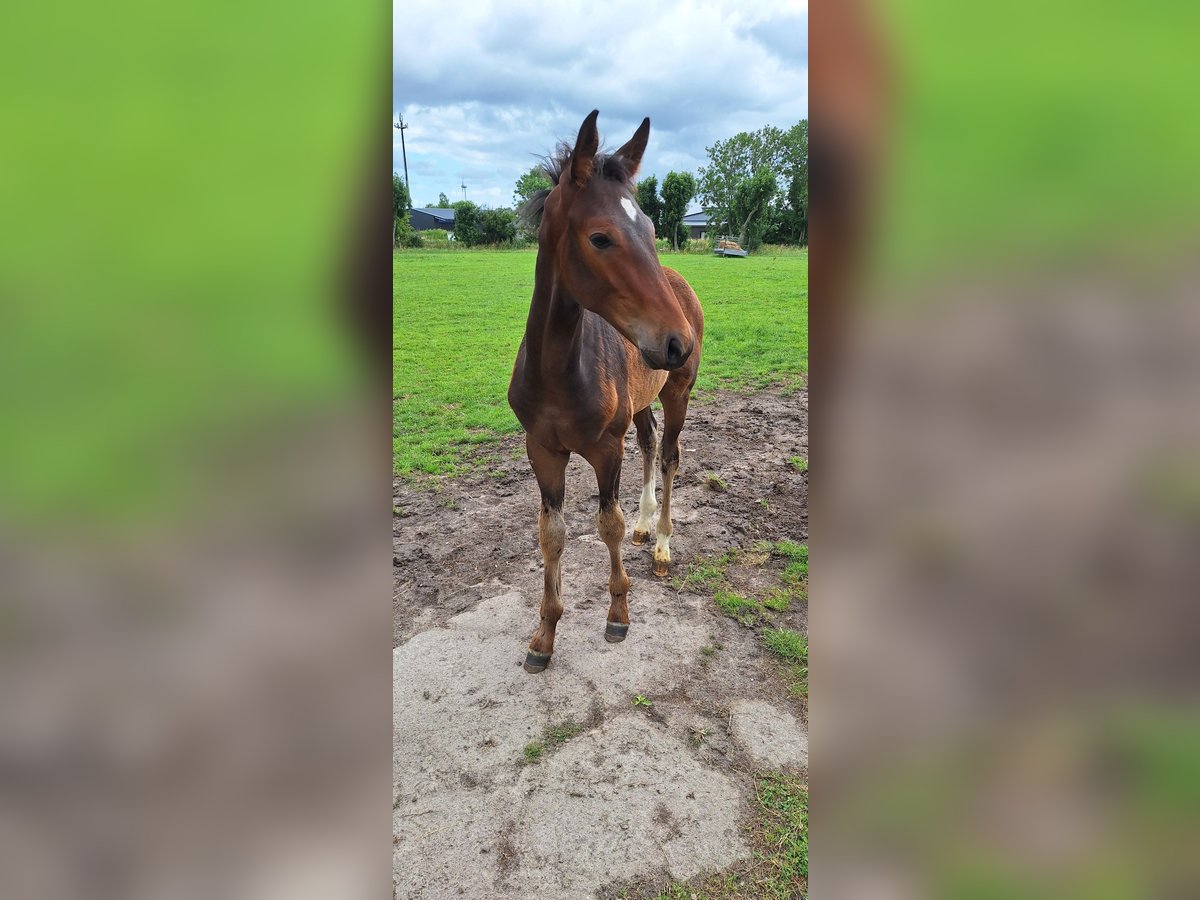 Hanoverian Stallion Foal (03/2025) in Dornum Nesse