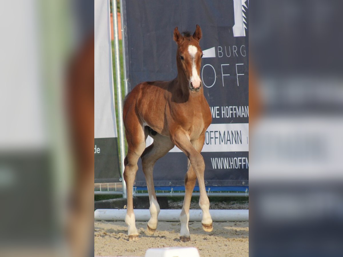 Hanoverian Stallion Foal (04/2025) in Wingst