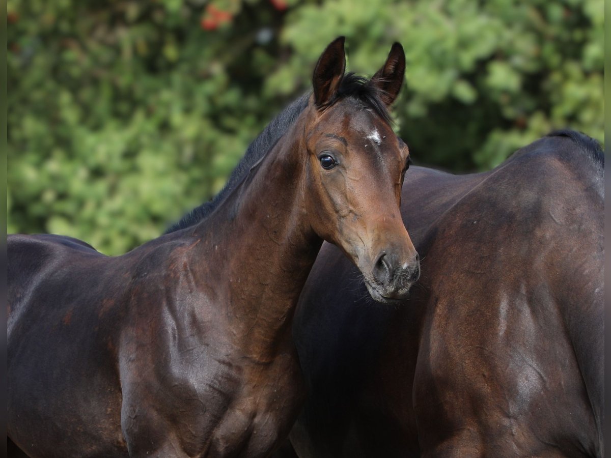 Hanoverian Stallion Foal (05/2025) Smoky-Black in AUTRE EGLISE