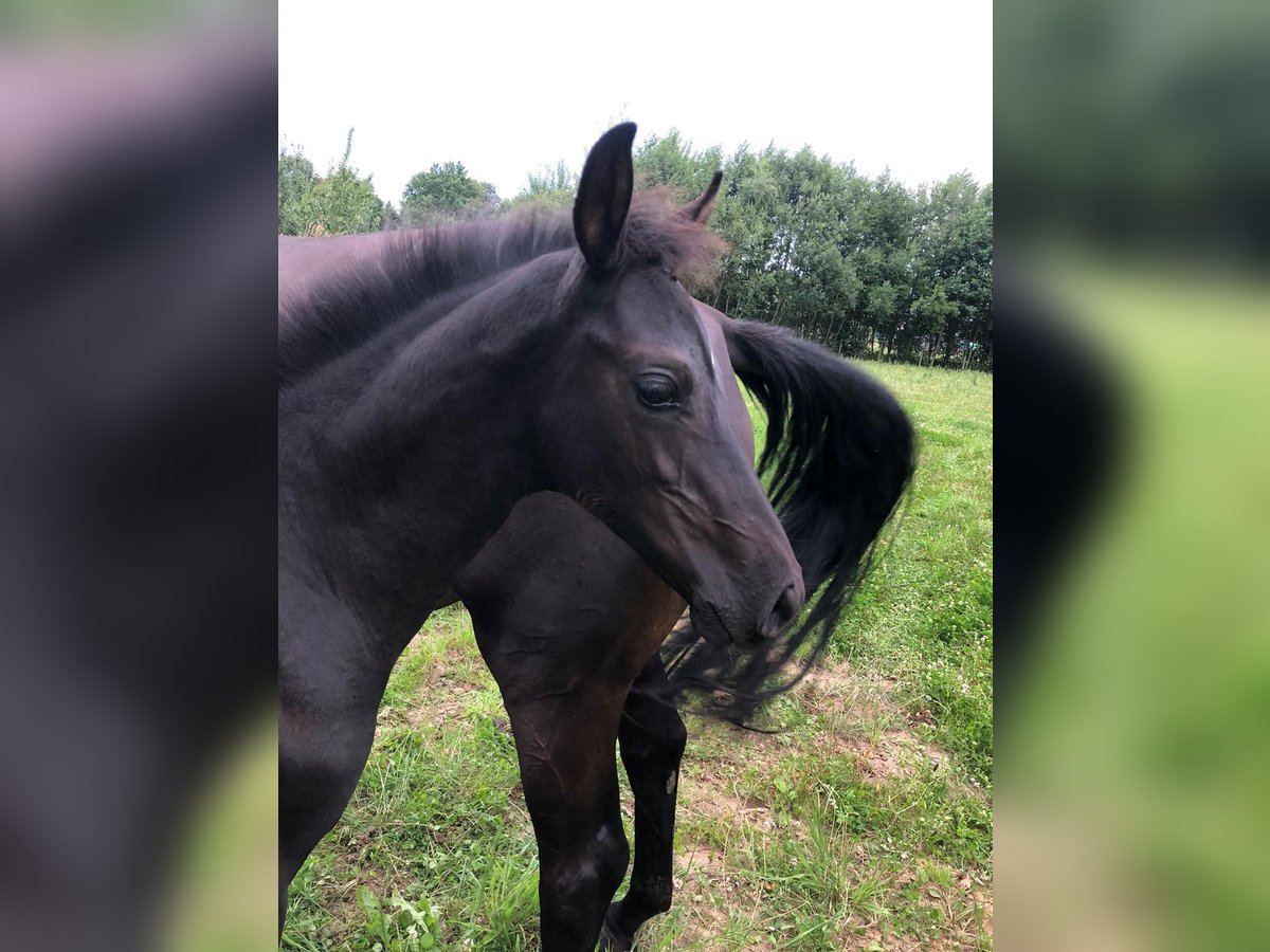 Hanoverian Stallion Foal (05/2025) Smoky-Black in Barnstorf