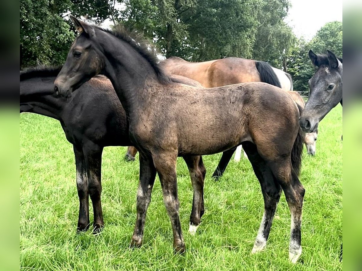 Hanoverian Stallion Foal (04/2025) Smoky-Black in Bliedersdorf