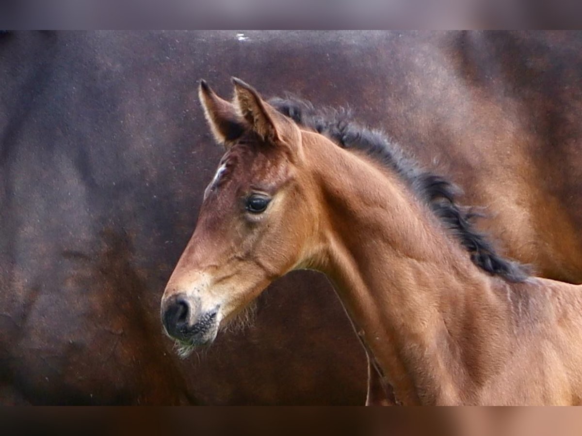 Hanoverian Stallion Foal (05/2024) Smoky-Black in Dorf Mecklenburg