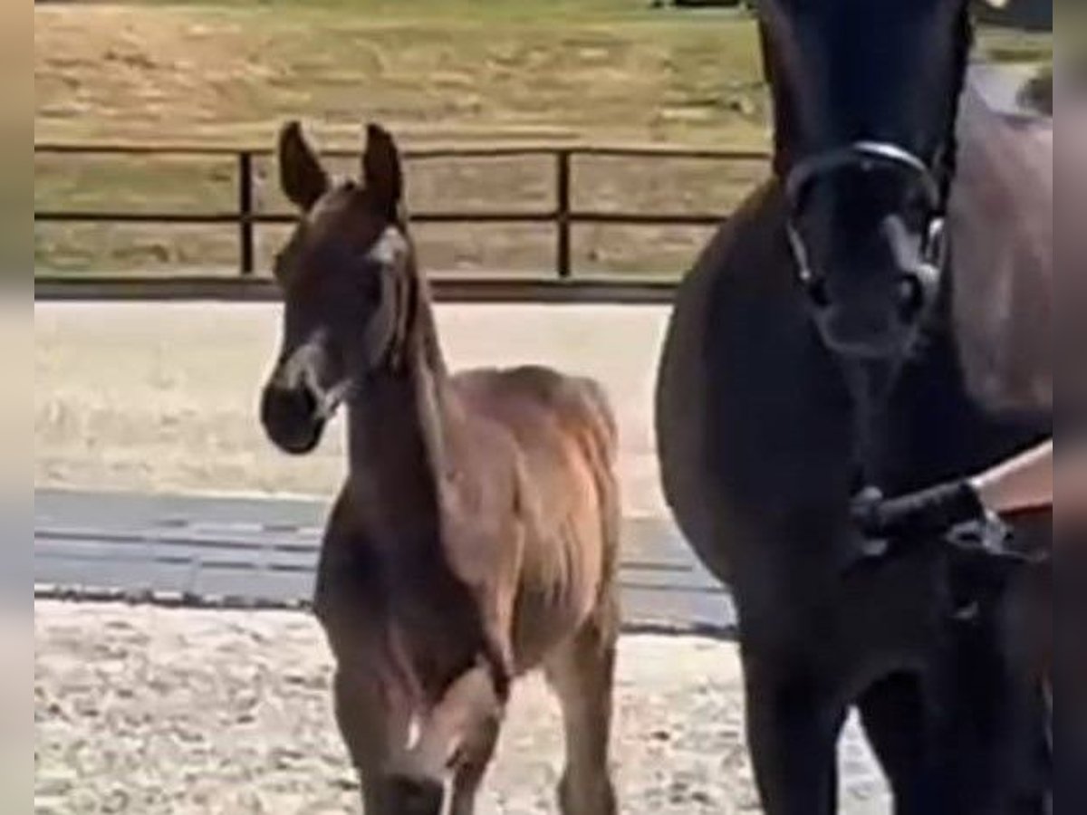 Hanoverian Stallion Foal (06/2025) Smoky-Black in Nennhausen
