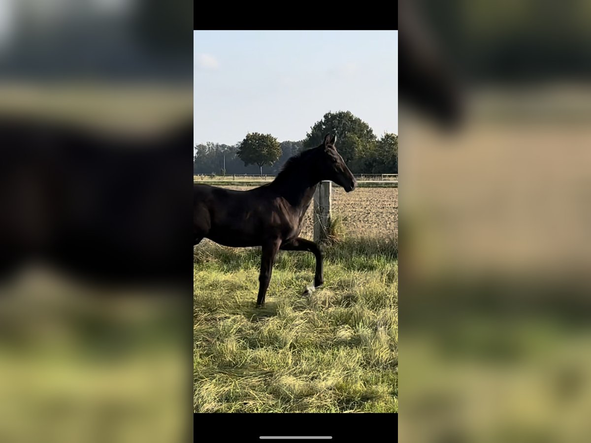 Hanoverian Stallion  Smoky-Black in Schwarmstedt