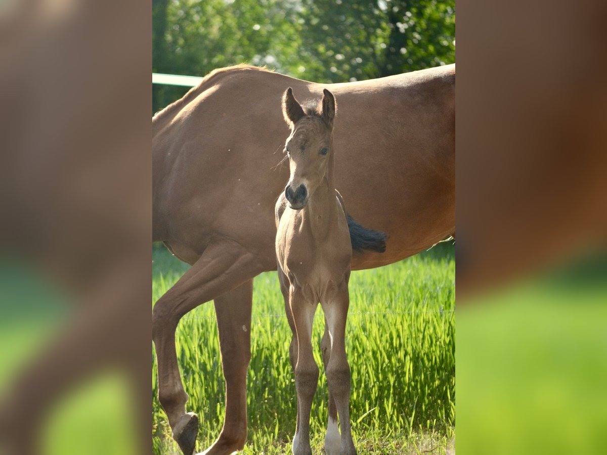 Hanoverian Stallion  Smoky-Black in Badbergen