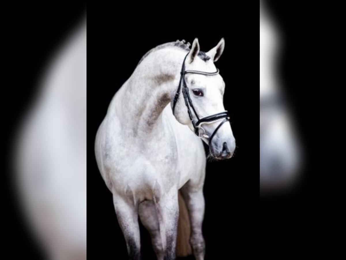 Hanoverian Stallion Grey in Celle