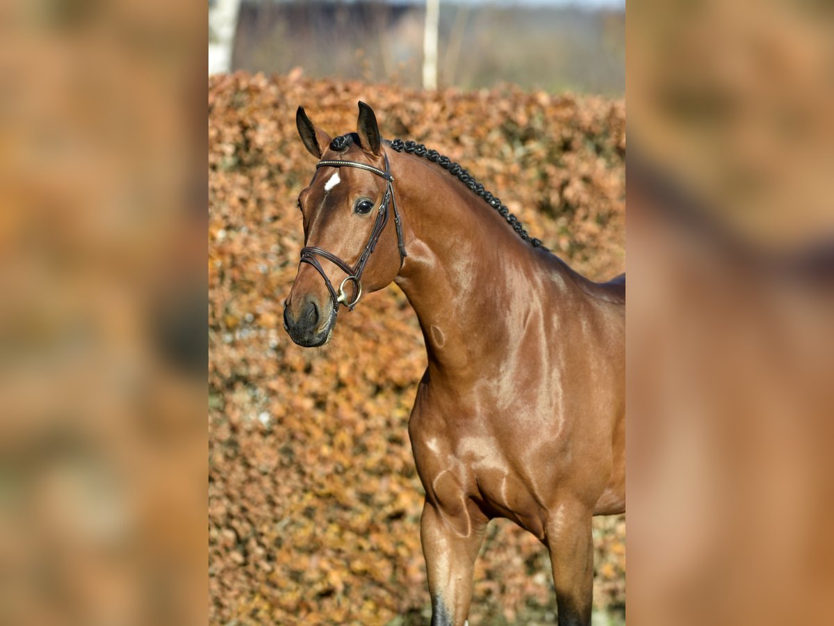 Hanoverian Stallion in H&#xF6;rstel