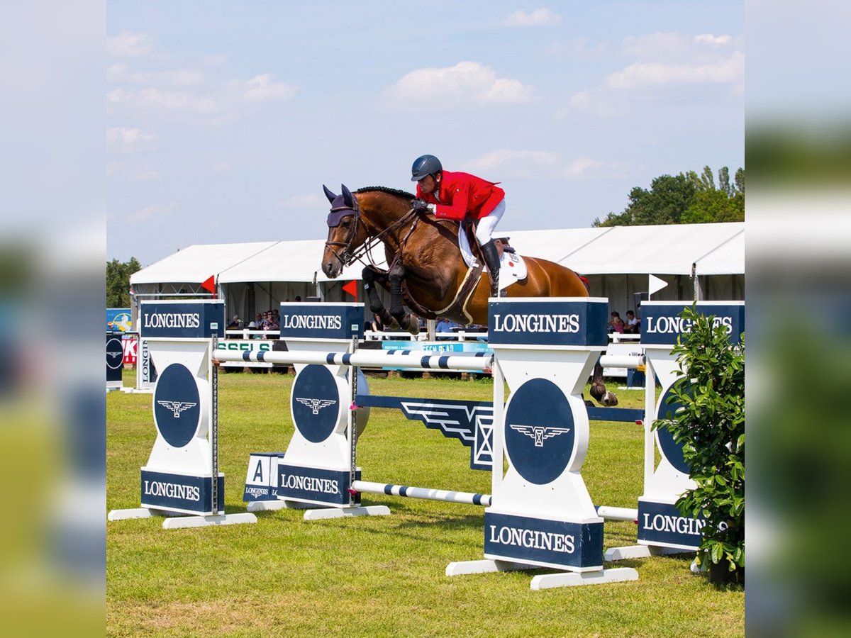 Hanoverian Stallion in Klein Offenseth-Sparrieshoop