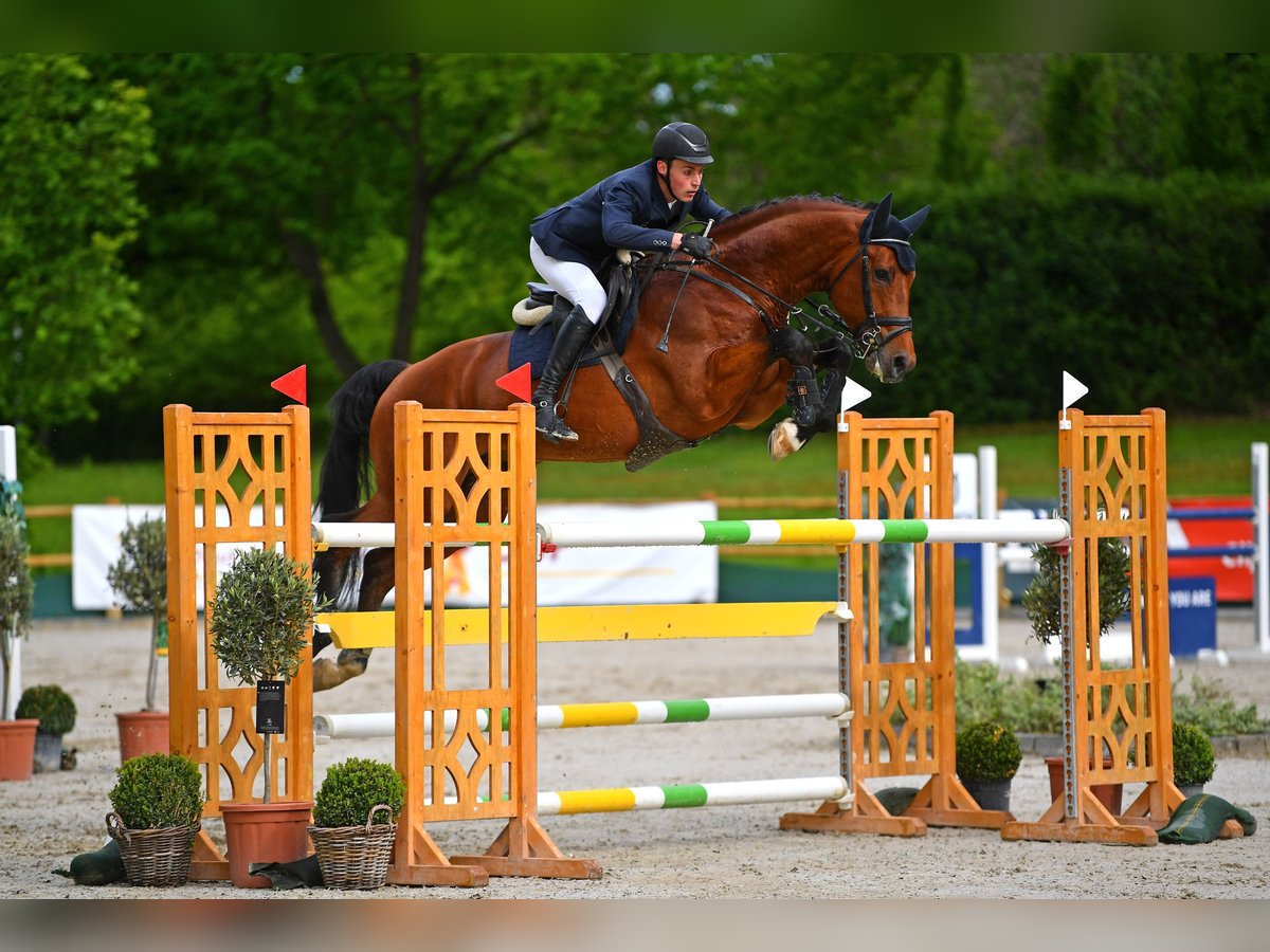 Hanoverian Stallion in Riedstadt