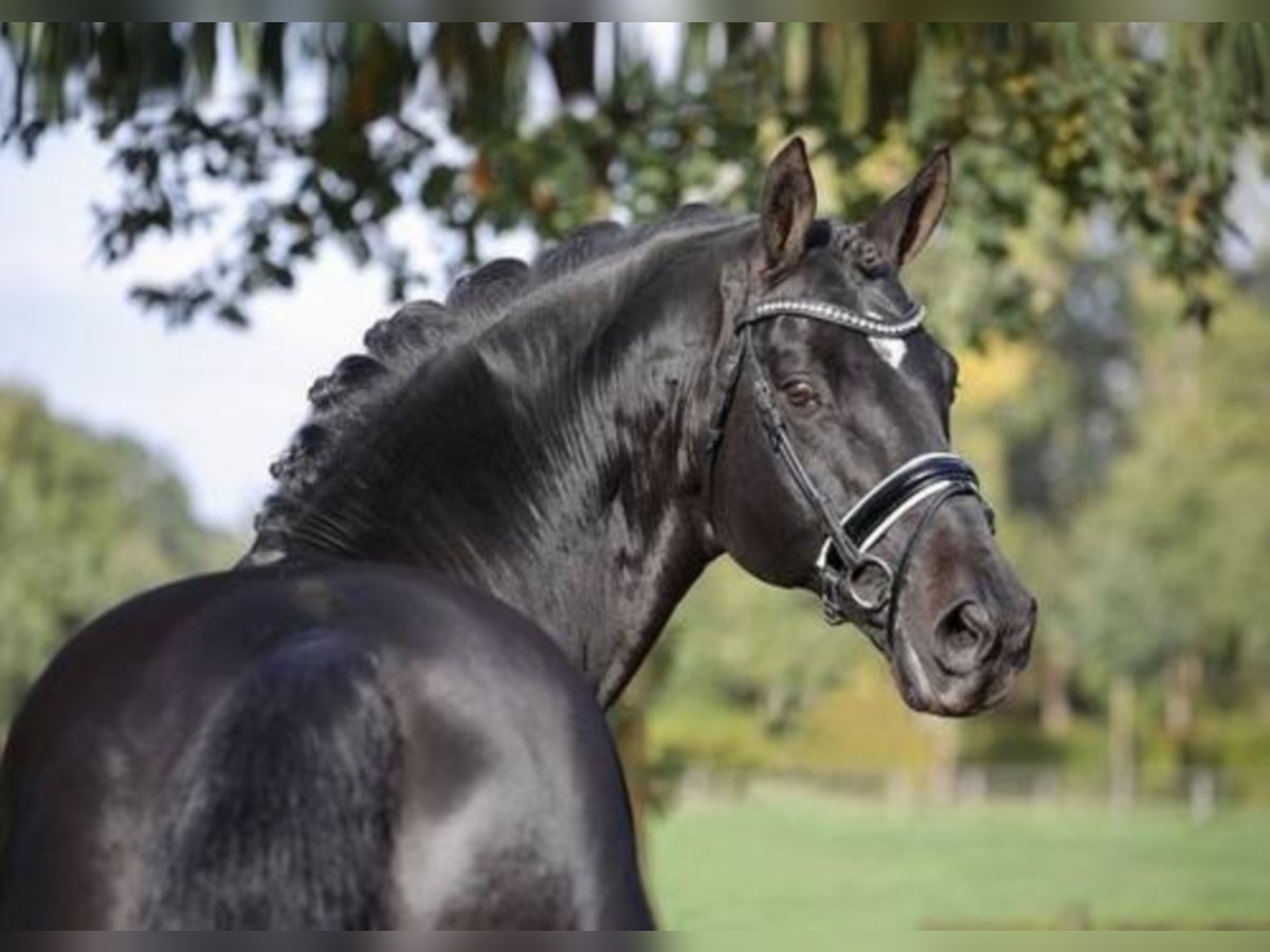 Hanoverian Stallion Smoky-Black in Löningen