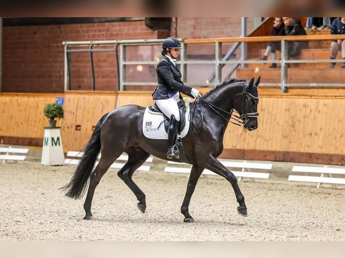 Hanovrien Étalon 10 Ans 171 cm Noir in Frankfurt am Main