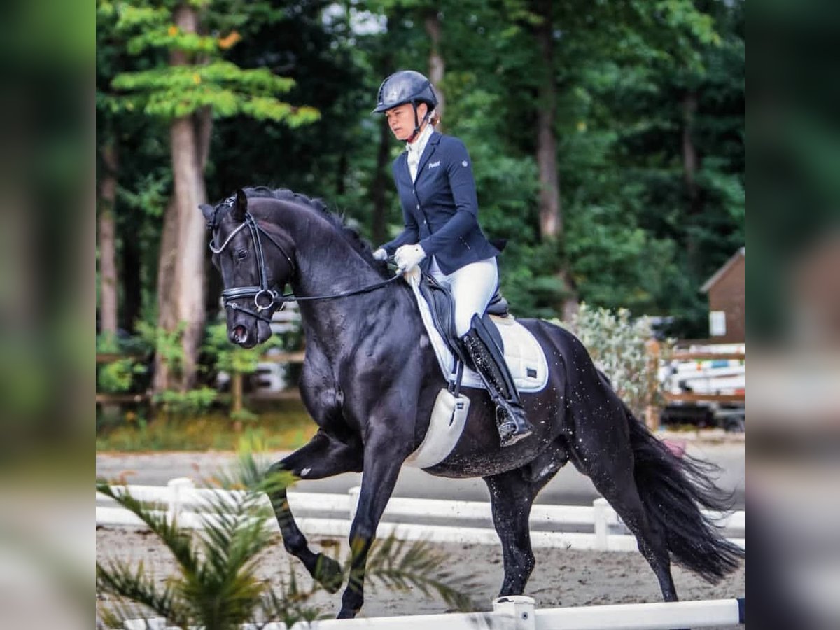 Hanovrien Étalon 10 Ans 171 cm Noir in K&#xF6;ln