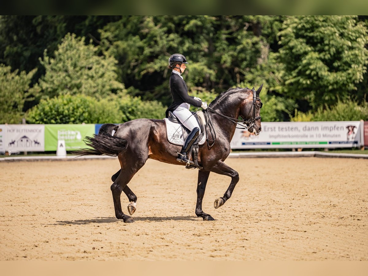 Hanovrien Étalon 11 Ans 170 cm Bai brun foncé in Bad Zwischenahn