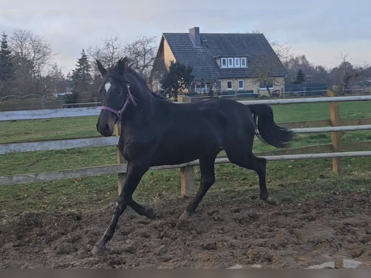 Hanovrien Étalon 1 Année 170 cm Bai brun foncé in Winsen (Luhe)