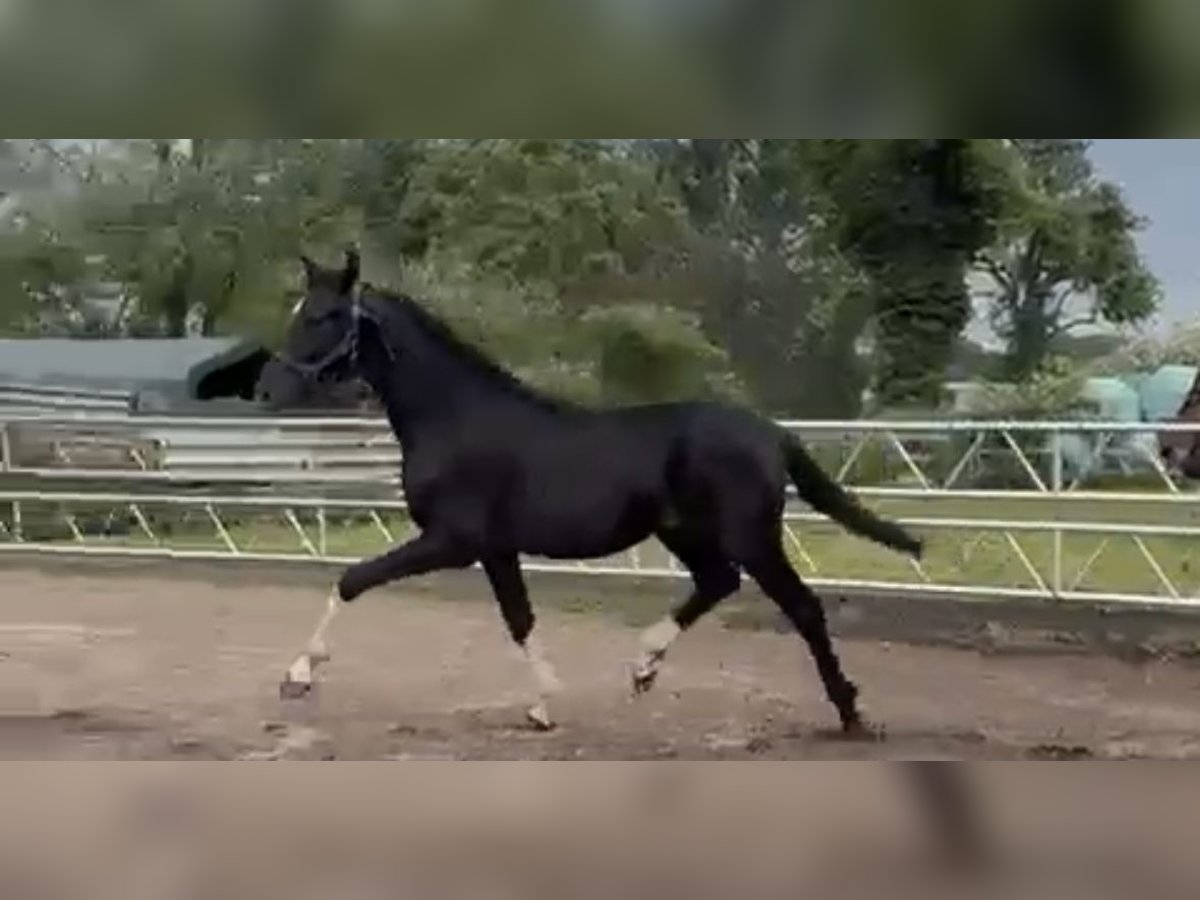 Hanovrien Étalon 1 Année 170 cm Noir in D&#xFC;sseldorf
