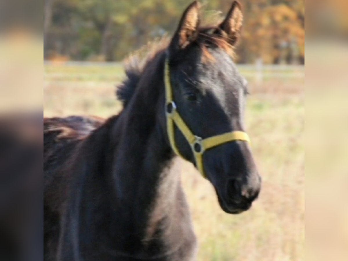 Hanovrien Étalon 1 Année Noir in Schollene