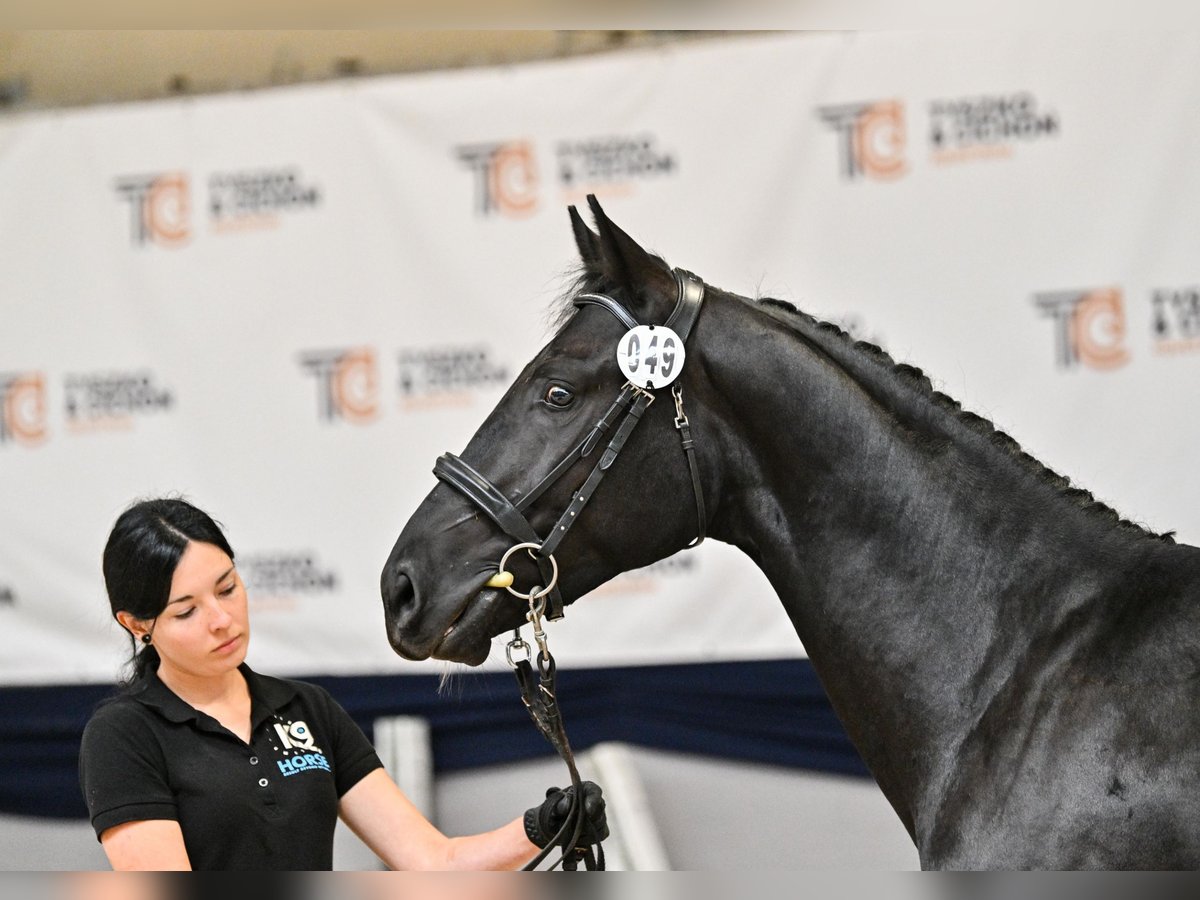 Hanovrien Étalon 2 Ans 155 cm Noir in Bystra