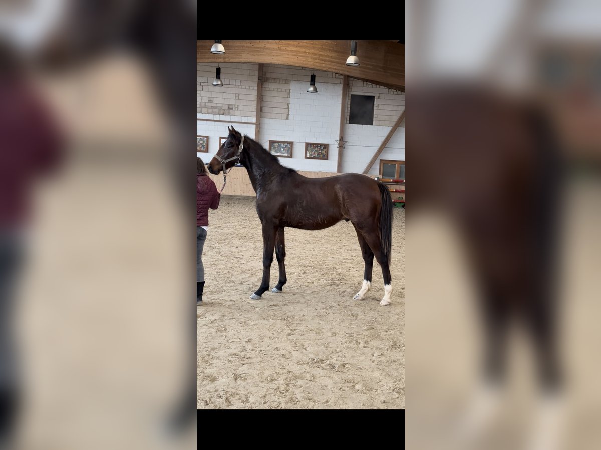 Hanovrien Étalon 2 Ans 156 cm Bai brun in Hannoversch MündenHann. Münden