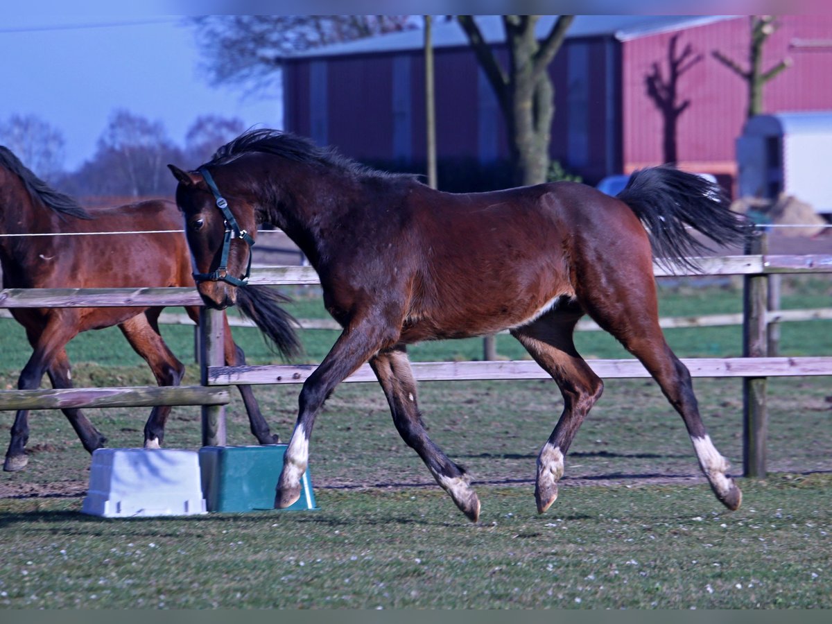 Hanovrien Croisé Étalon 2 Ans 158 cm Bai brun in Colnrade