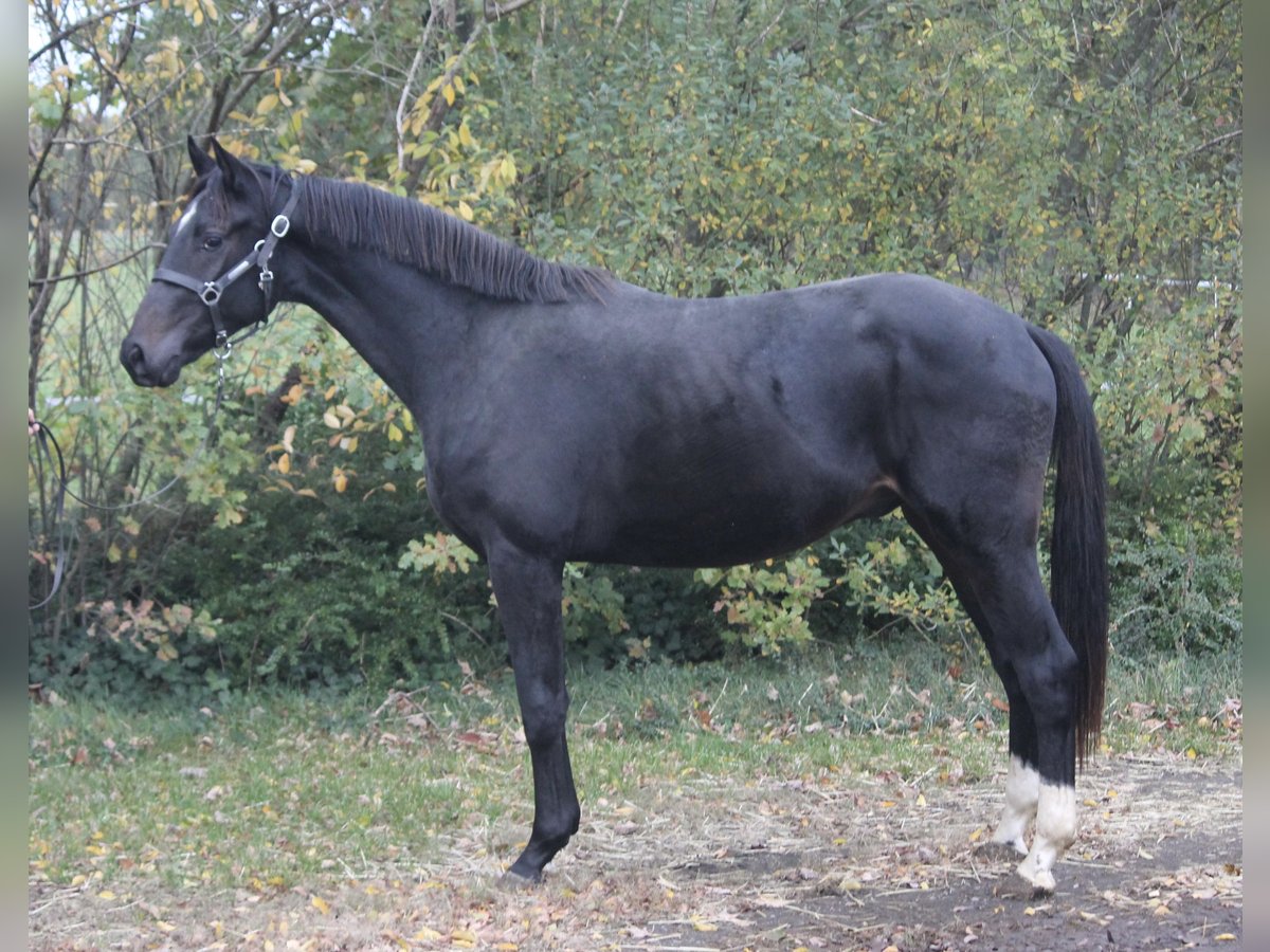 Hanovrien Étalon 2 Ans 160 cm Bai brun in Hepstedt