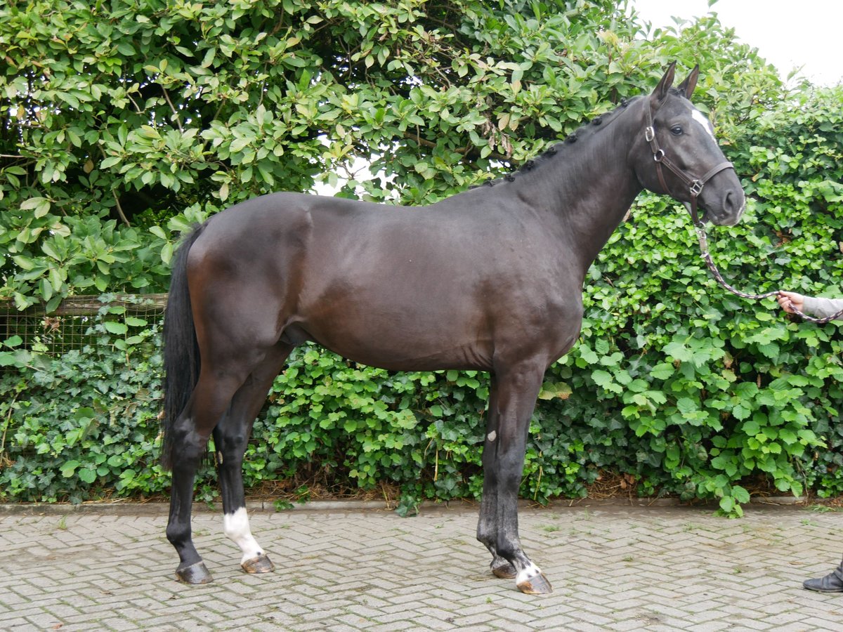 Hanovrien Étalon 2 Ans 164 cm Noir in Dorsten