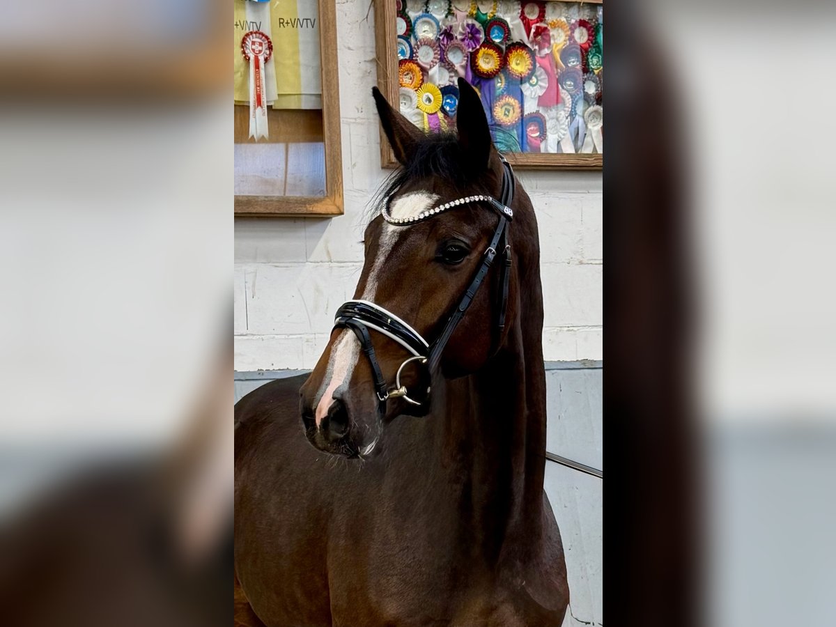 Hanovrien Étalon 2 Ans 165 cm Bai brun in Syke Hanovrien Étalon 2 Ans 165 cm Bai brun in Syke