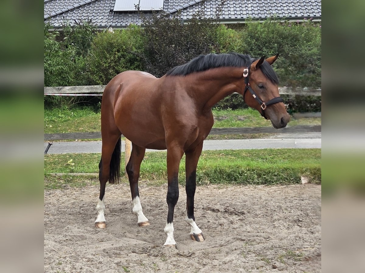 Hanovrien Étalon 2 Ans 166 cm Bai in Bunde