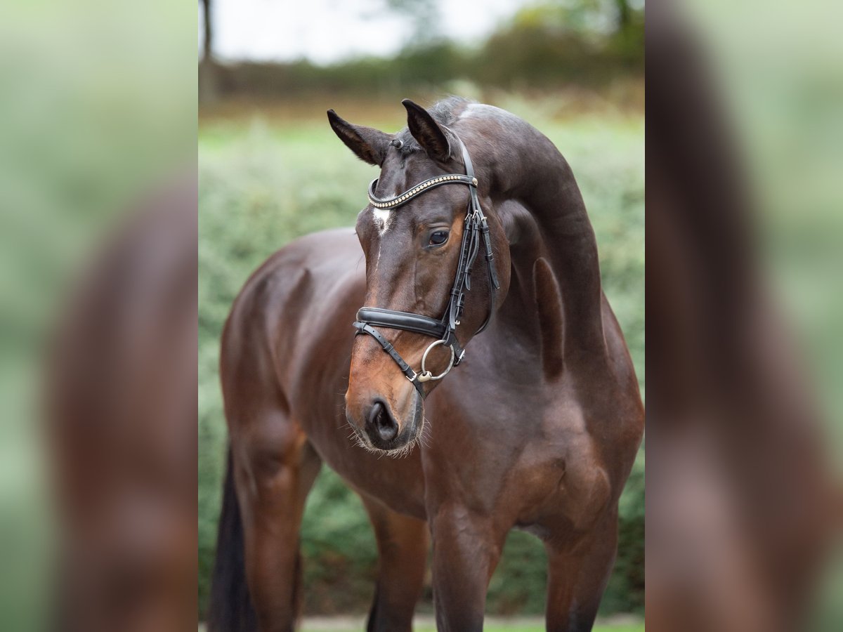 Hanovrien Étalon 2 Ans 169 cm Bai in Ostercappeln