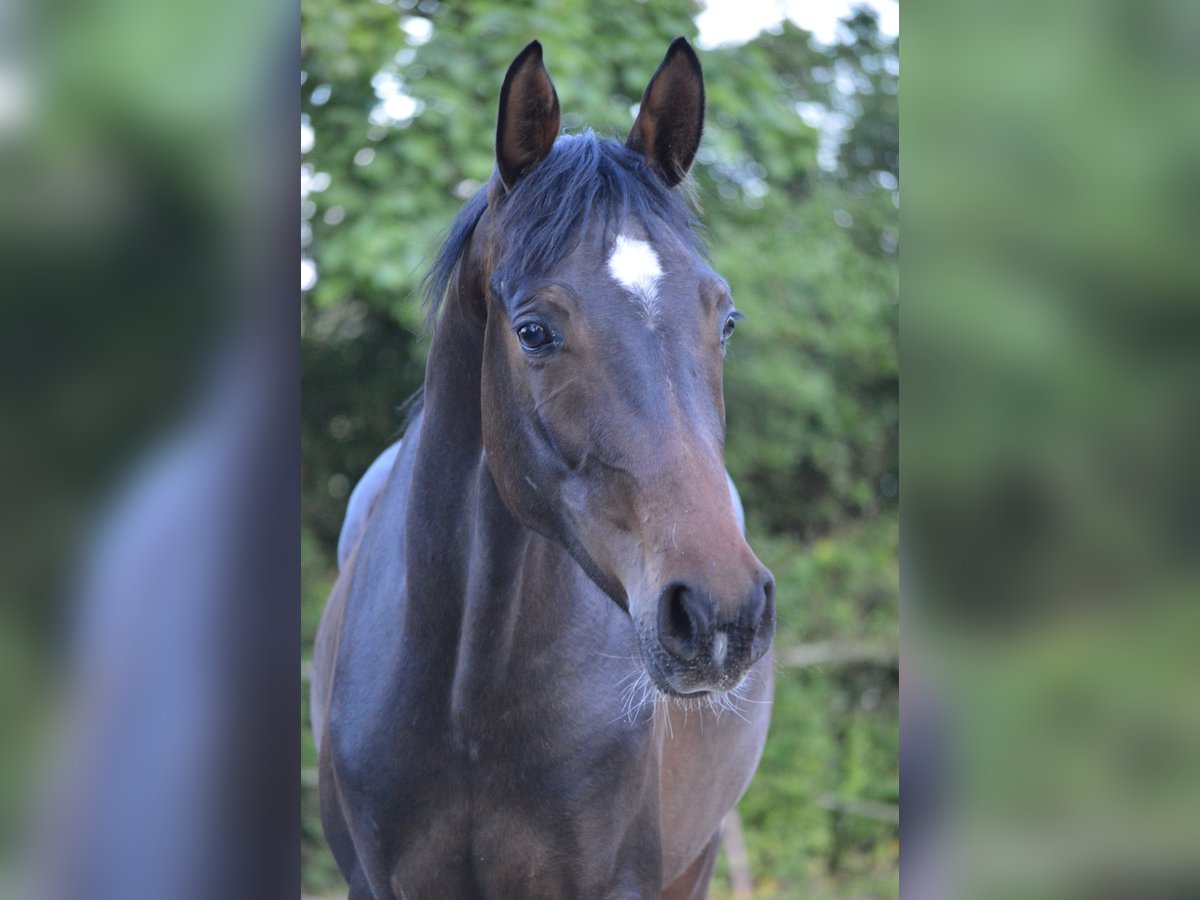 Hanovrien Étalon 2 Ans 170 cm Bai brun in Gries