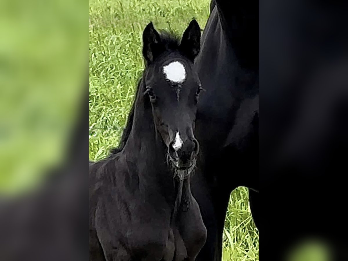 Hanovrien Étalon 2 Ans 170 cm Noir in Vechta