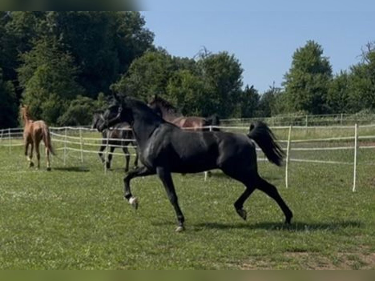Hanovrien Étalon 2 Ans 175 cm Noir in Hahn am See
