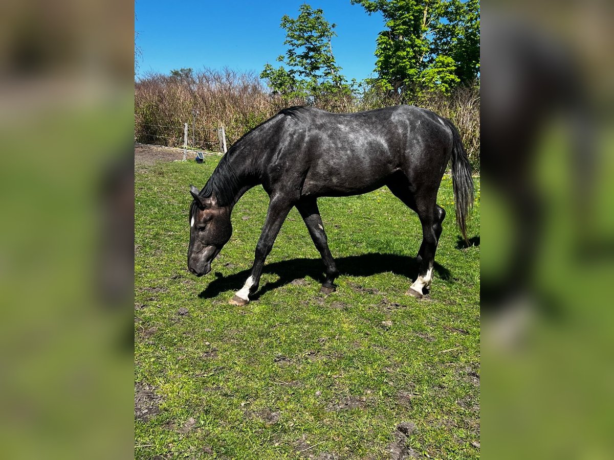 Hanovrien Étalon 2 Ans 178 cm Gris noir in Gro&#xDF;heide Berumerfehn