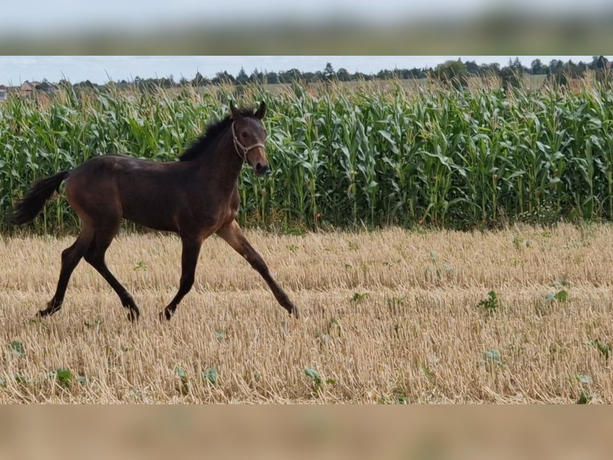 Hanovrien Étalon 2 Ans Bai brun in Magdeburg