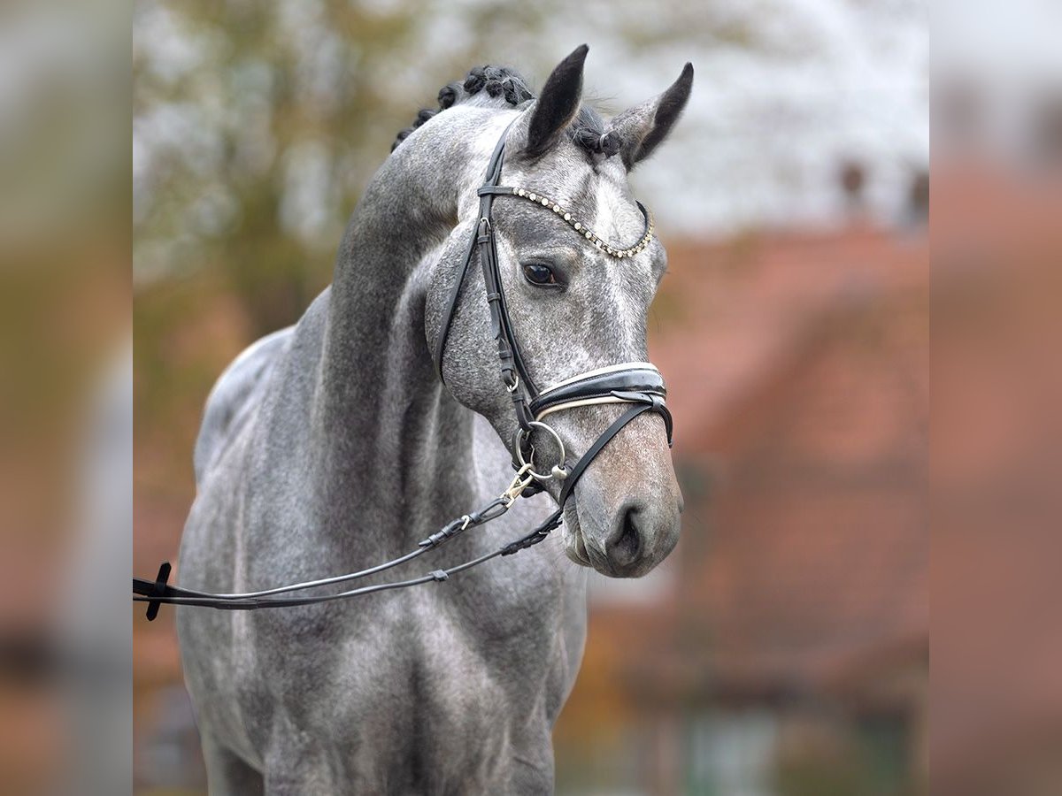 Hanovrien Étalon 2 Ans Gris in Rostock