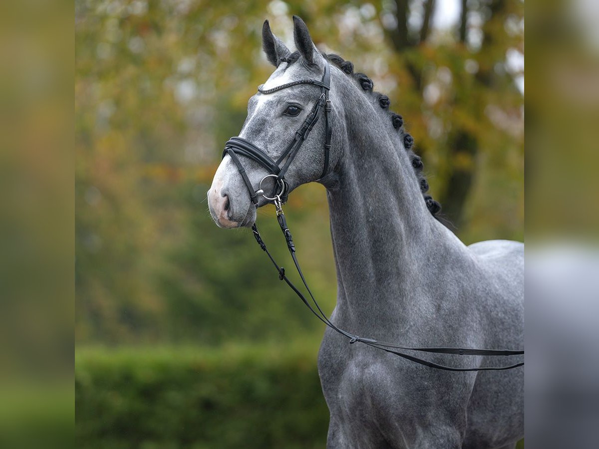 Hanovrien Étalon 2 Ans Gris in Rostock