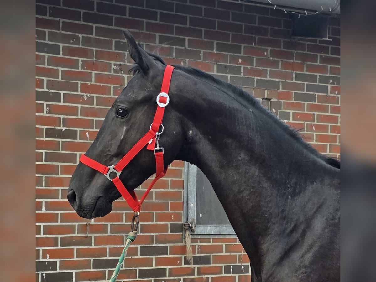 Hanovrien Étalon 2 Ans Noir in Walchum