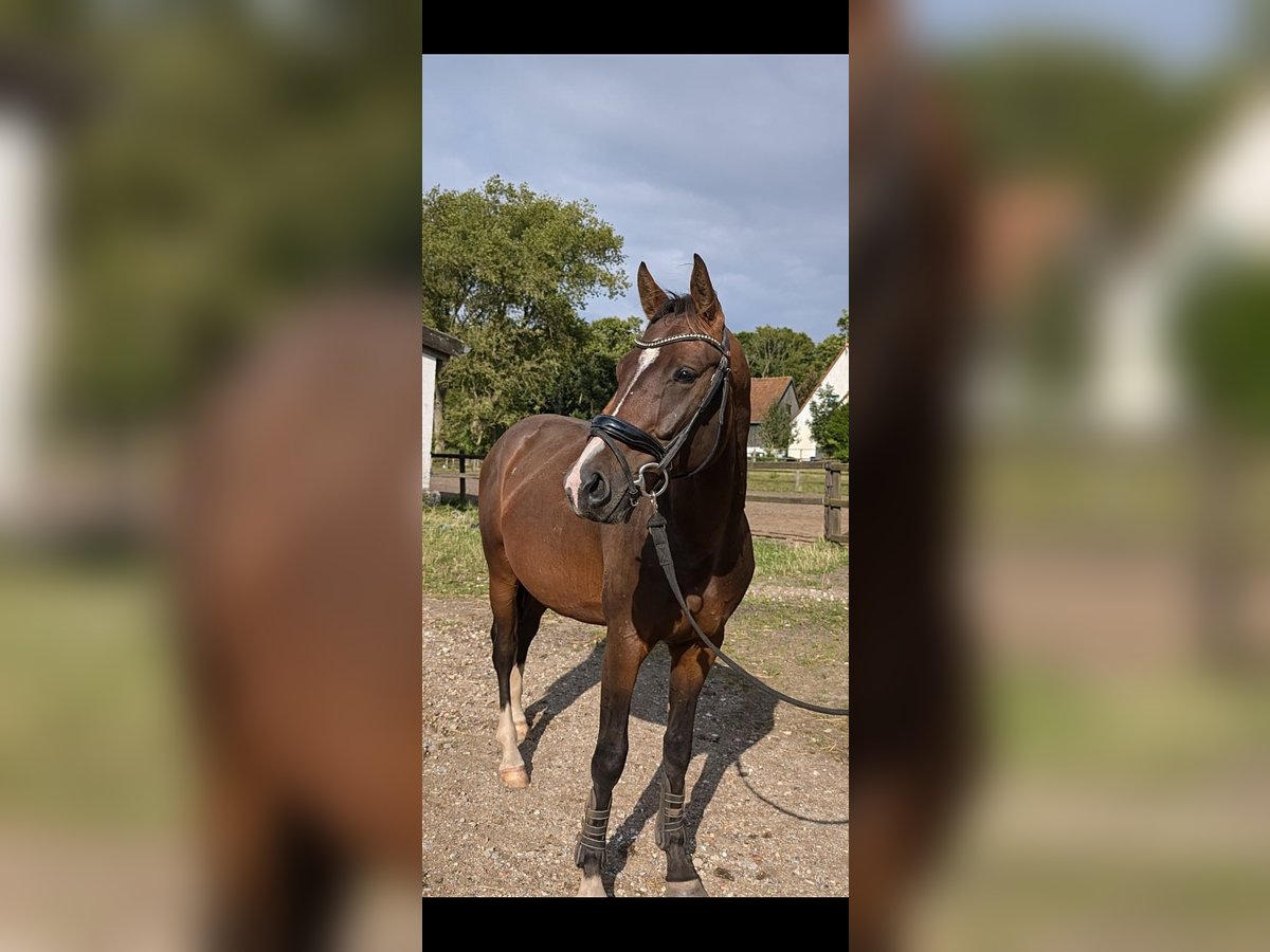 Hanovrien Étalon 3 Ans 160 cm Bai in Wahlstedt