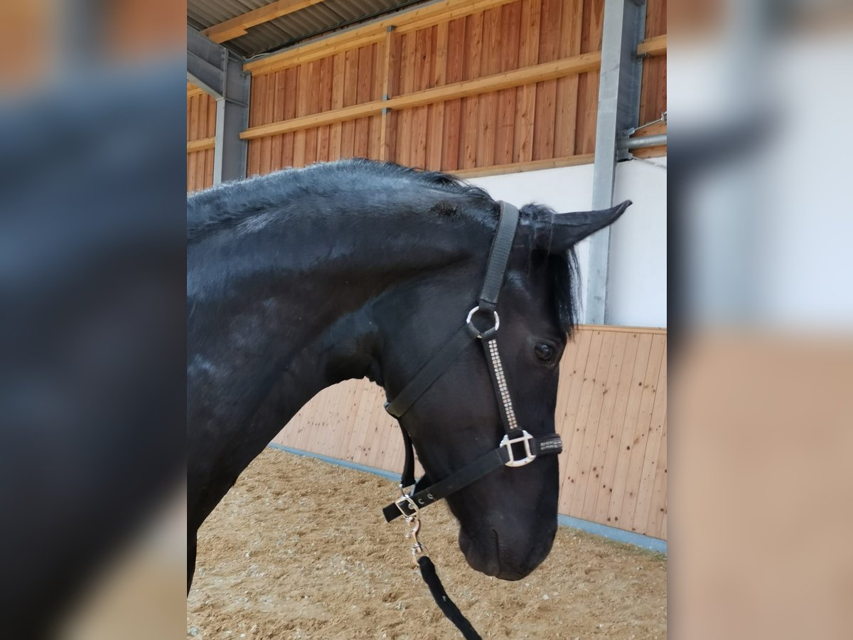 Hanovrien Étalon 3 Ans 164 cm Noir in Steinmauern