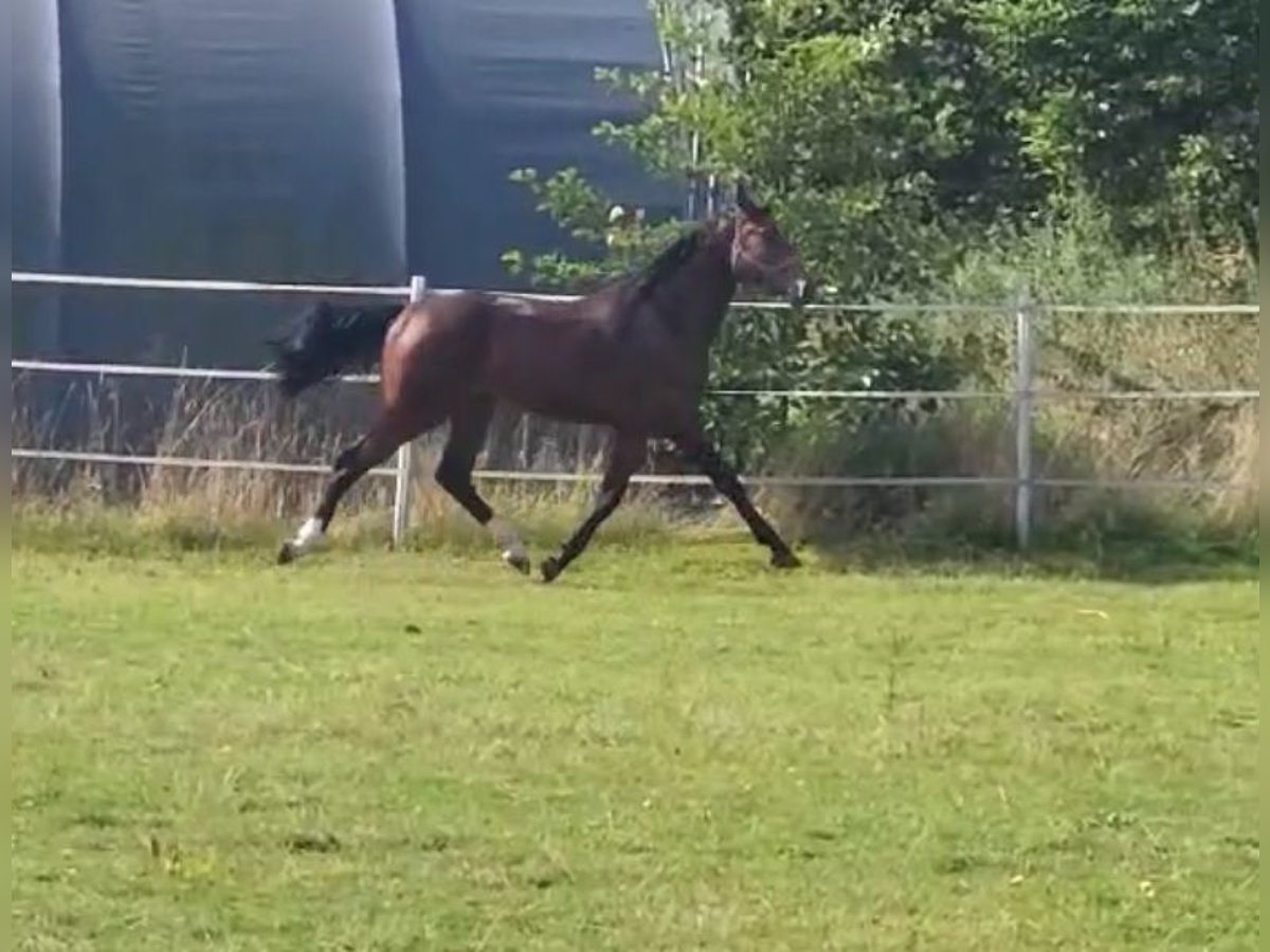 Hanovrien Étalon 3 Ans 175 cm Bai in Hahn am See
