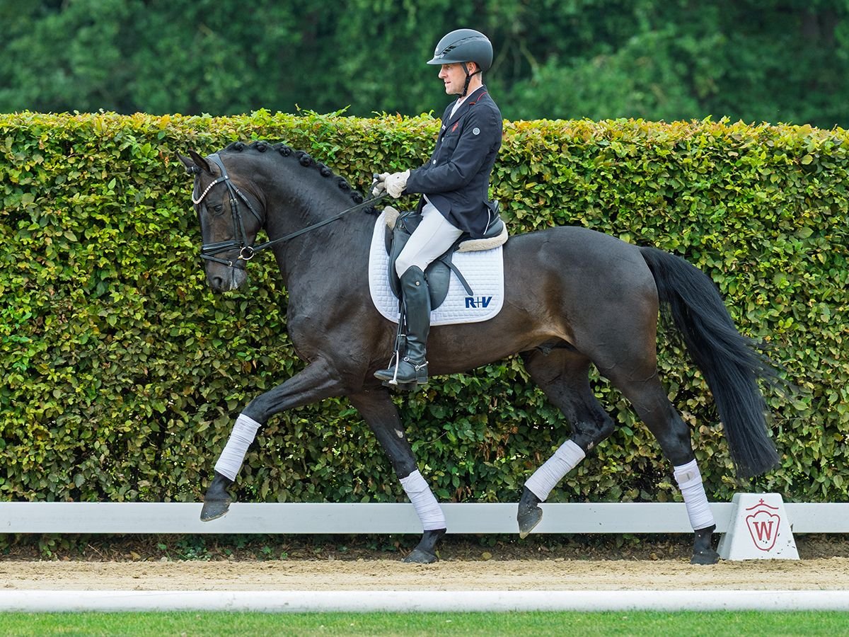 Hanovrien Étalon 4 Ans 168 cm Bai brun in M&#xFC;nster