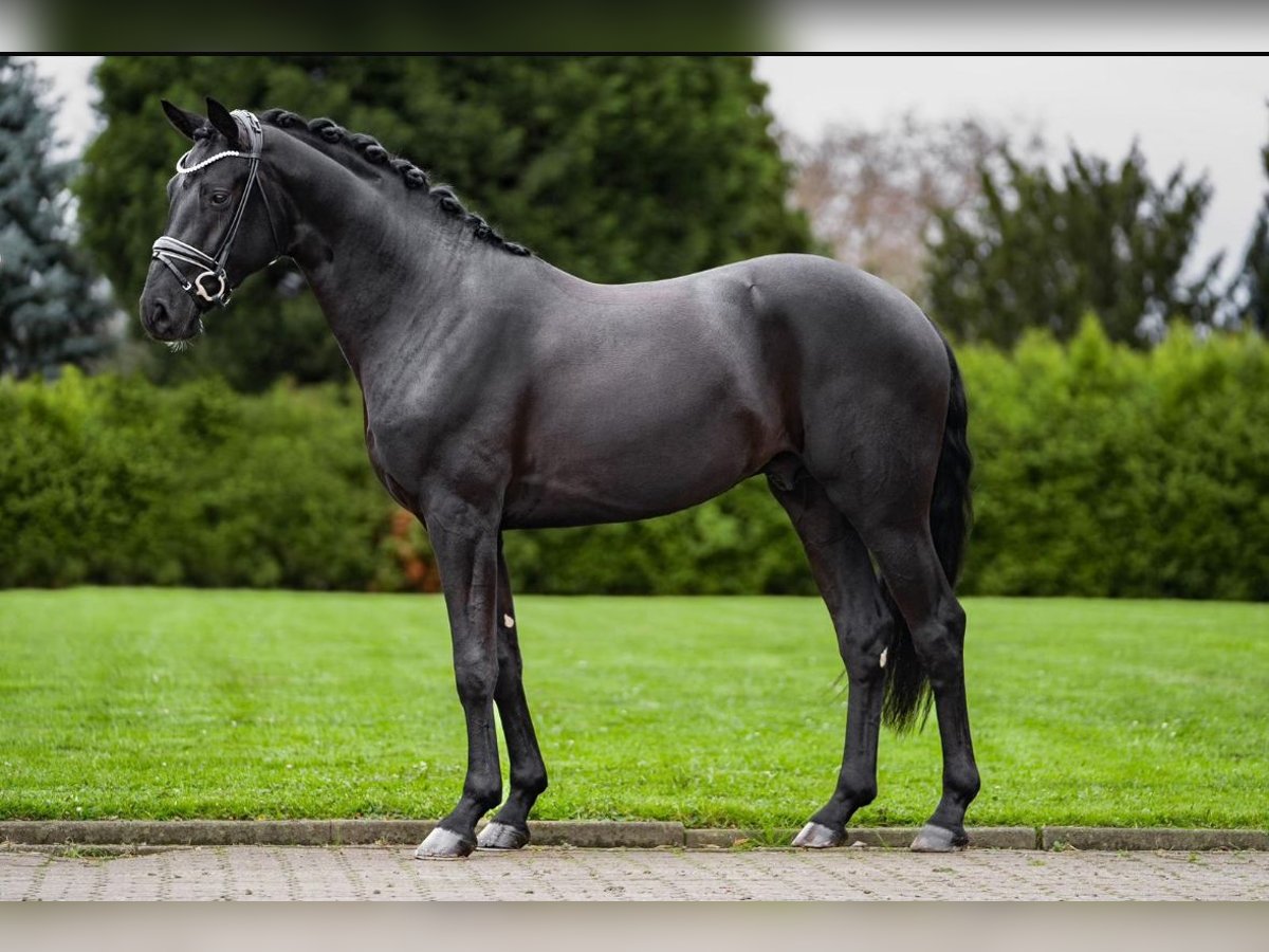 Hanovrien Étalon 4 Ans 169 cm Noir in Willich
