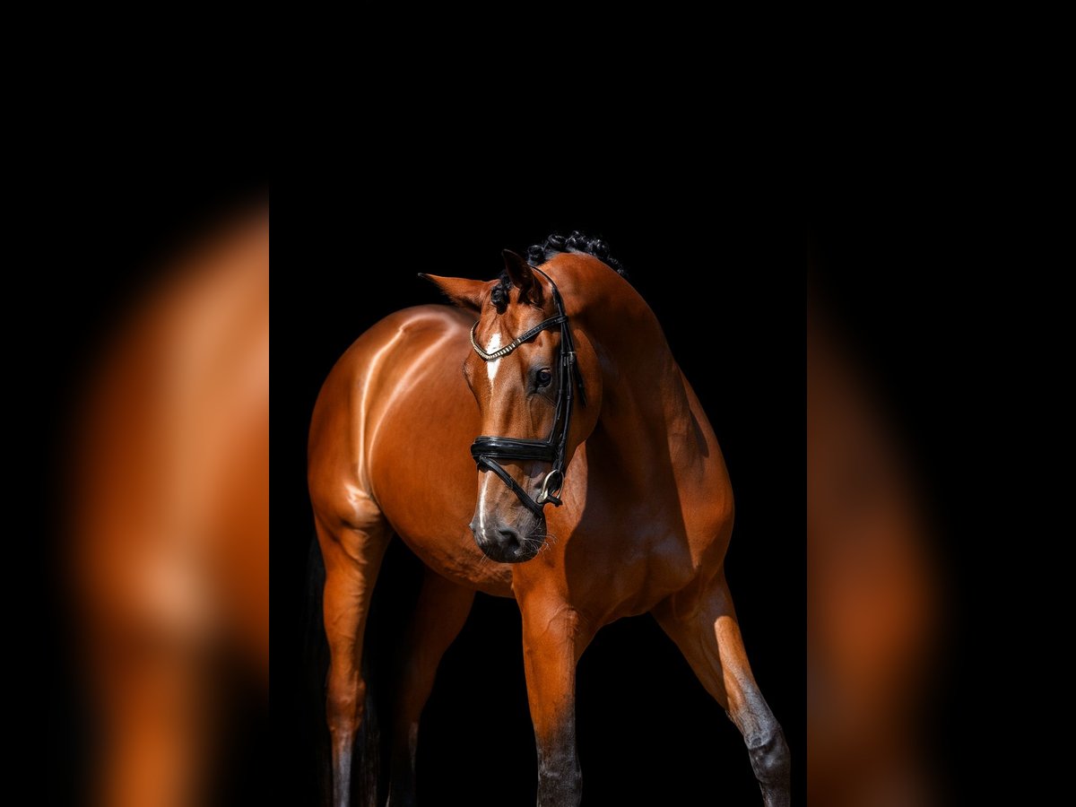 Hanovrien Étalon 4 Ans 173 cm Bai in Herzlake