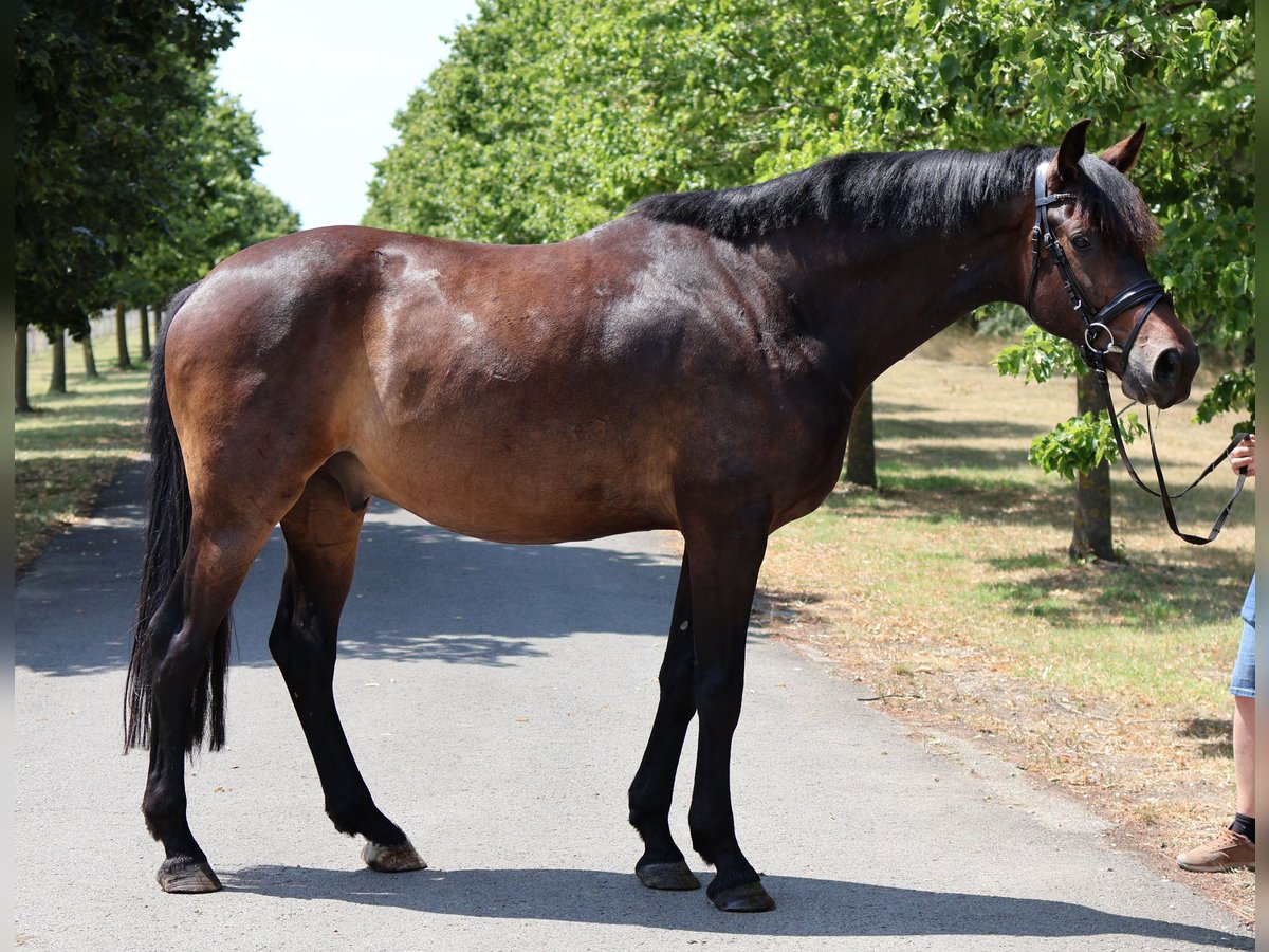 Hanovrien Étalon 5 Ans 166 cm Bai brun in GROTE-BROGEL