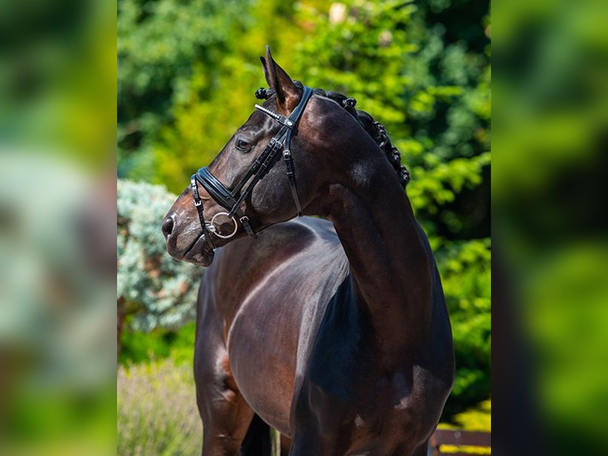 Hanovrien Étalon 8 Ans 174 cm Bai brun in Pilisj&#xE1;szfalu