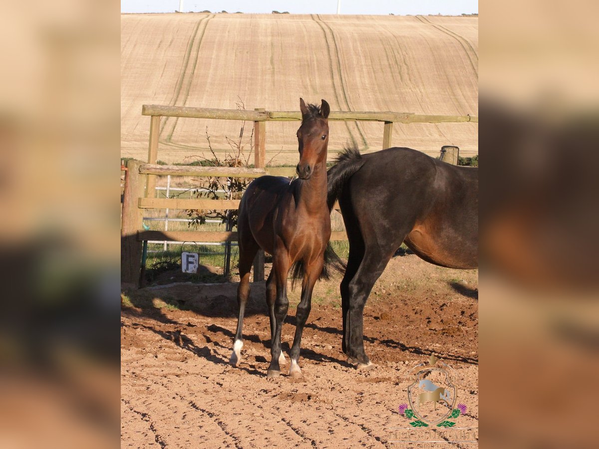Hanovrien Étalon Poulain (05/2025) 164 cm Bai in Aberdeenshire