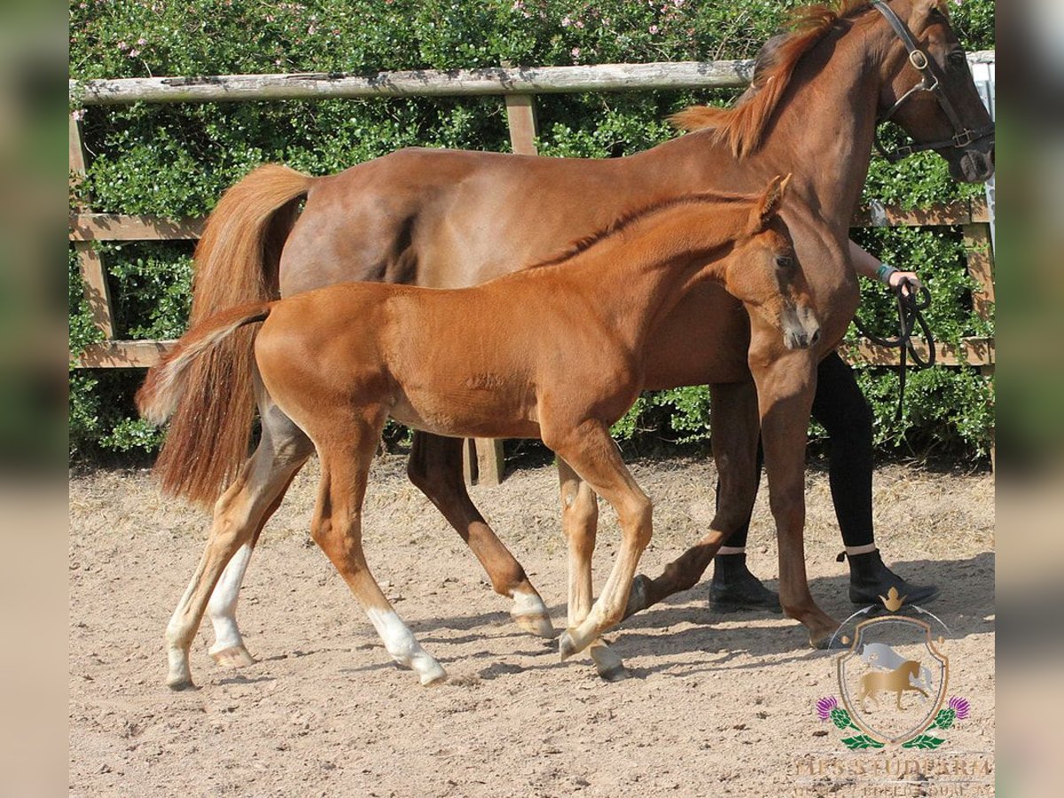 Hanovrien Étalon Poulain (04/2025) 168 cm Alezan brûlé in Aberdeenshire